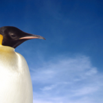 Obtenga el conocimiento teórico y práctico para la administración de servidores GNU/LINUX.